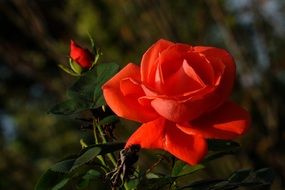 Beautiful red rose flower and bud with green leaves