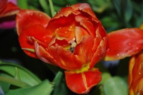 splendiferous orange flower