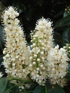 White chestnut blossoms