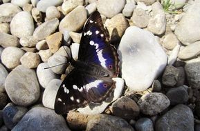 dark blue butterfly