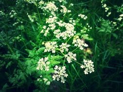 small white spring flowers