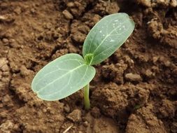 pumpkin sprout in clay