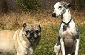 portrait of whippet and pug dogs