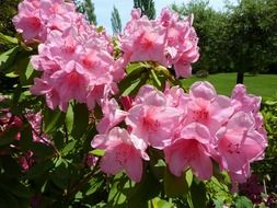 pink rhododendron blooming bush close-up