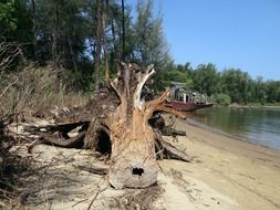 tree trunk fallen