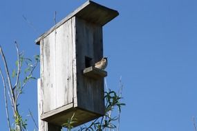 sparrow on a gray nesting box