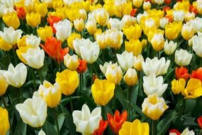 beautiful tulips meadow in Holland Netherlands