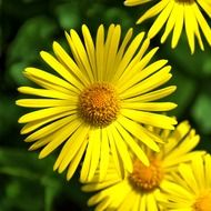 yellow daisies with delicate petals