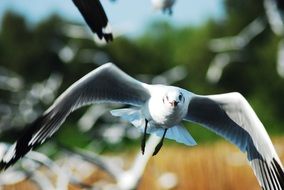 seagull bird flying close-up on blurred background