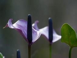 Spathiphyllum is a genus of about 40 species of monocotyledonous flowering plants