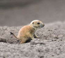 Close-up of the beautiful and cute, orange baby meerkat
