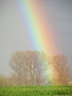 colorful rainbow above trees