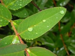 After rain plants