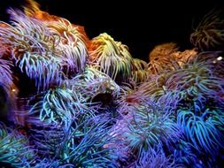 colorful corals in the dark ocean