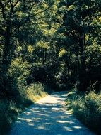 gravel road at green forest