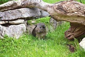 guinea pig under dead tree