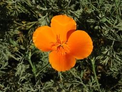 Beautiful colorful poppy wildflower in California