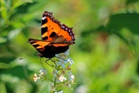 little orange fox butterfly close-up on blurred background