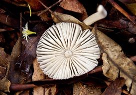 hat mushrooms on autumn foliage close-up