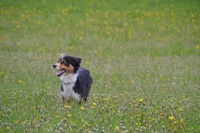 Australian Schäfer dog