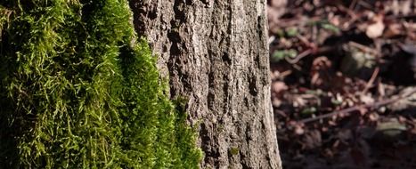 green moss on the tree on the sun close-up