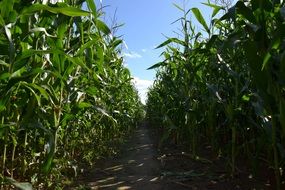 cornfield agriculture