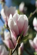 magnolia pink flower close-up
