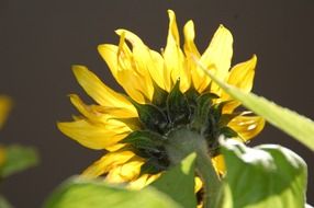 green sunflower stalk