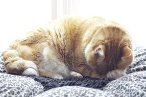 Orange cat praying domestic cute