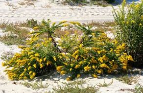 Solidago or goldenrod