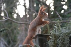 squirrel sits on the trough