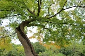 curl wood trunk with green leaves