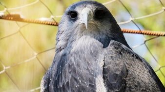 gray bird of prey with a sharp beak