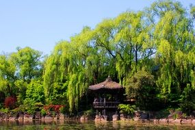 green trees and a gazebo on the shore of the pond in the park