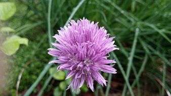 lilac chive and green herb close