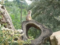 meerkat animal on cracked wood