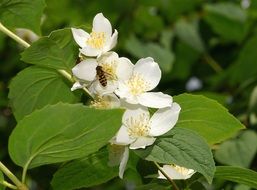 White flowers on a bush