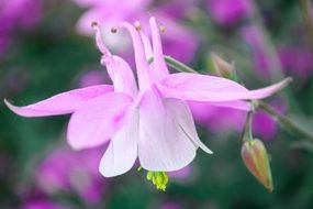 unimaginable akelei pink flower