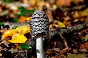 gray autumn mushroom