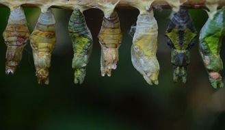 cocoons larva hanging macro