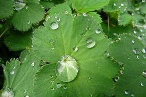 drops of water on the green leaves