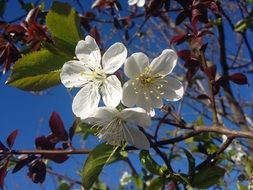 white flowers on a branch