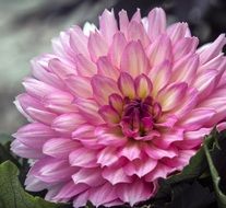 delicate pink dahlia in summer close-up on blurred background