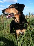 dog on the summer field