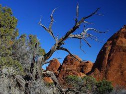 landscape of dry sandstone tree