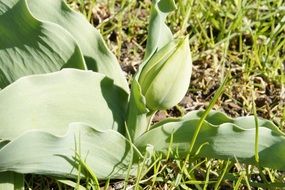 tulip bud in spring