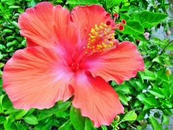 pink hibiscus with yellow pollen in a tropical garden on a blurred background