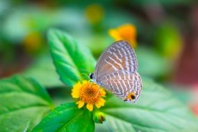 light striped butterfly on a bush with yellow flowers