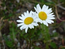 two daisies among nature