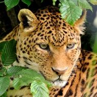 portrait of a leopard among green leaves